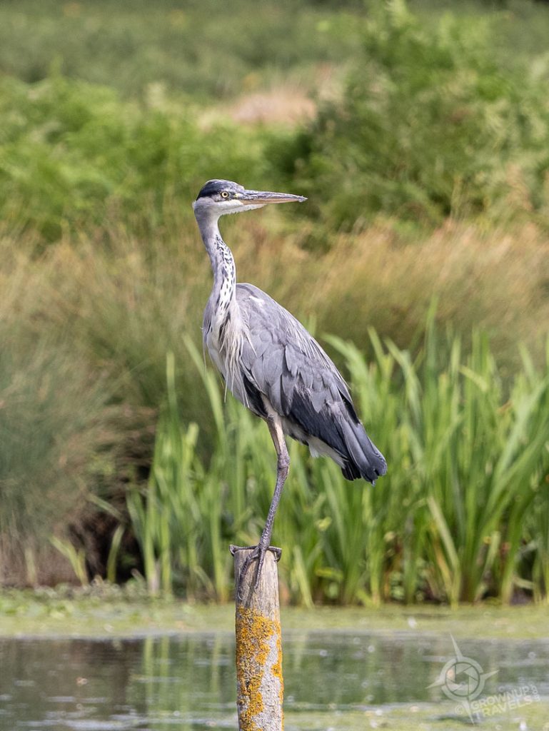 Great Blue Heron in Bushy Park near Kingston Upon Thames_