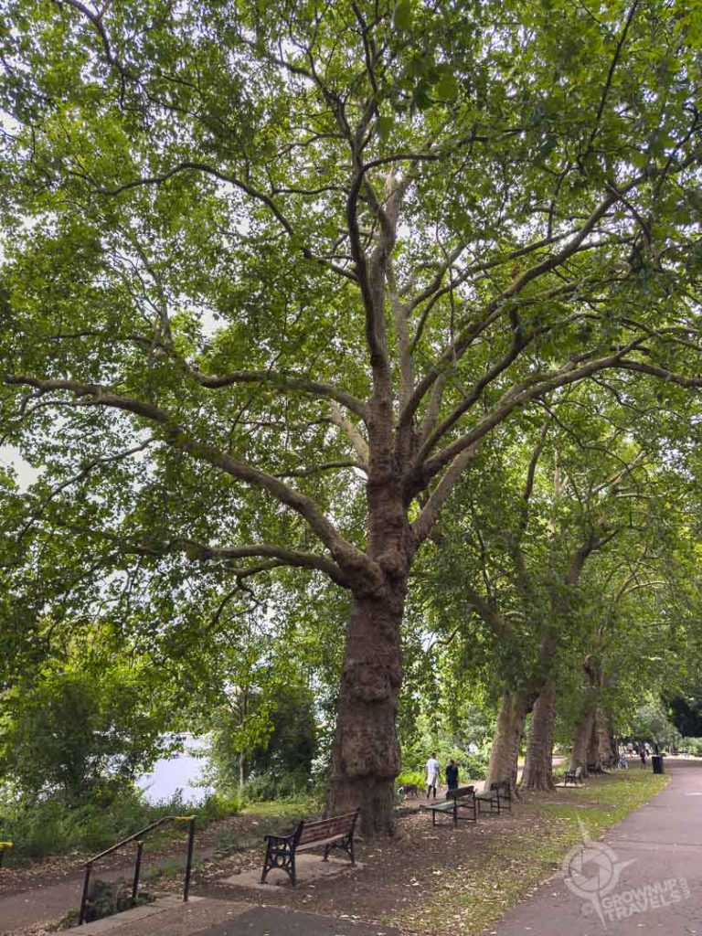 Waterfront trails Kingston Upon Thames