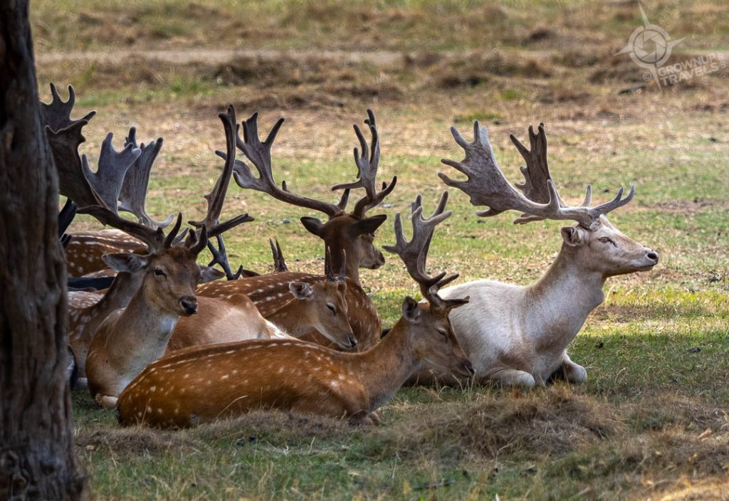 White stags and other deer in Bushy Park near Kingston Upon Thames_-2
