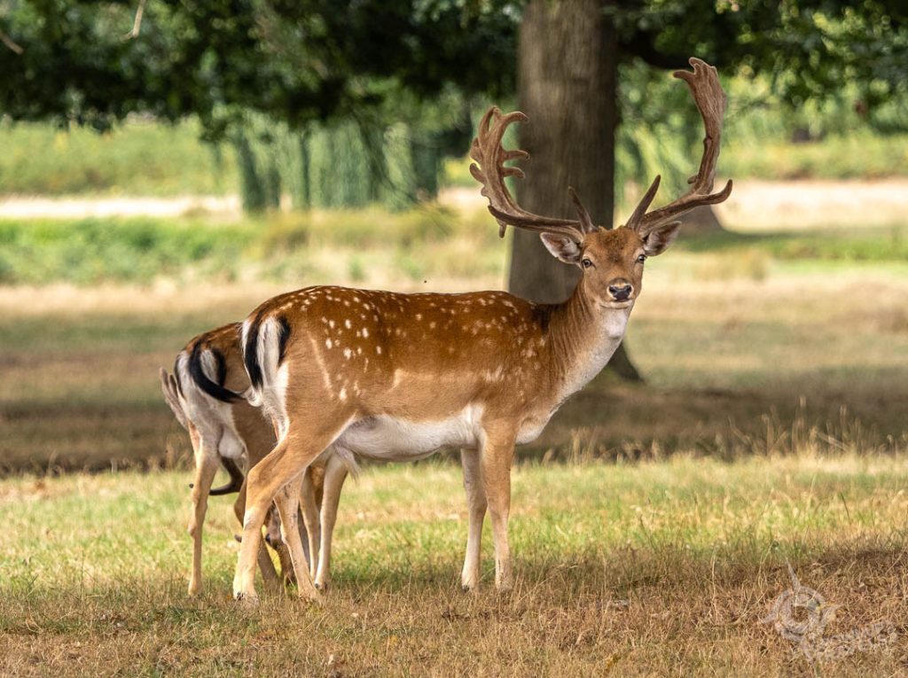 Wild Deer in Bushy Park near Kingston Upon Thames_-4