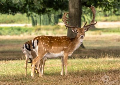Wild Deer in Bushy Park near Kingston Upon Thames_-4