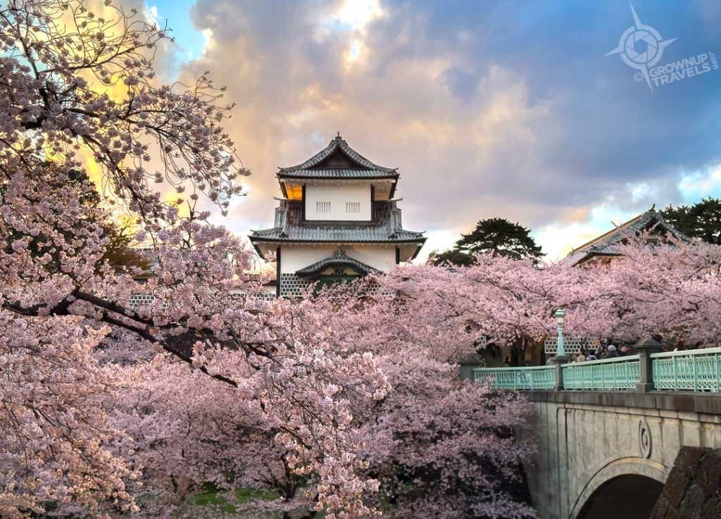Cherry Blossoms at Kanazawa Castle Japan