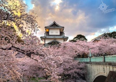 Cherry Blossoms at Kanazawa Castle Japan