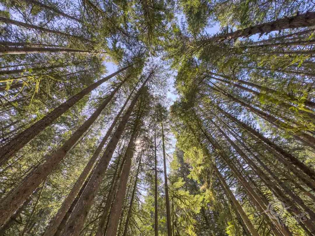 Squamish Canyon forest canopy