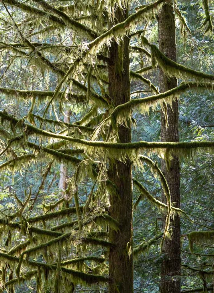 Squamish Canyon moss on trees backlit