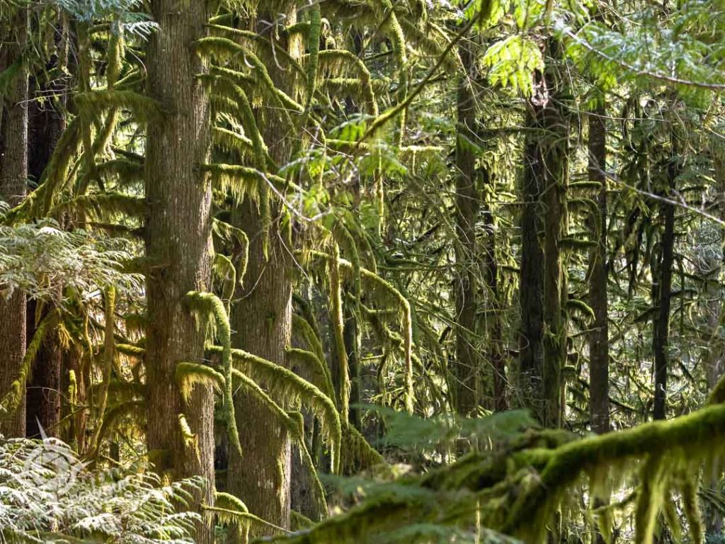 Squamish Canyon temperate rain forest