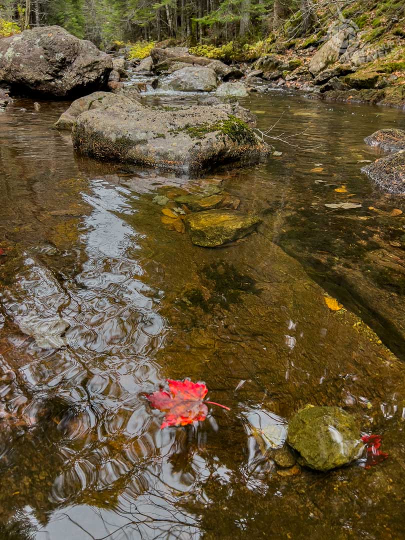 NB Fundy Trail to creek