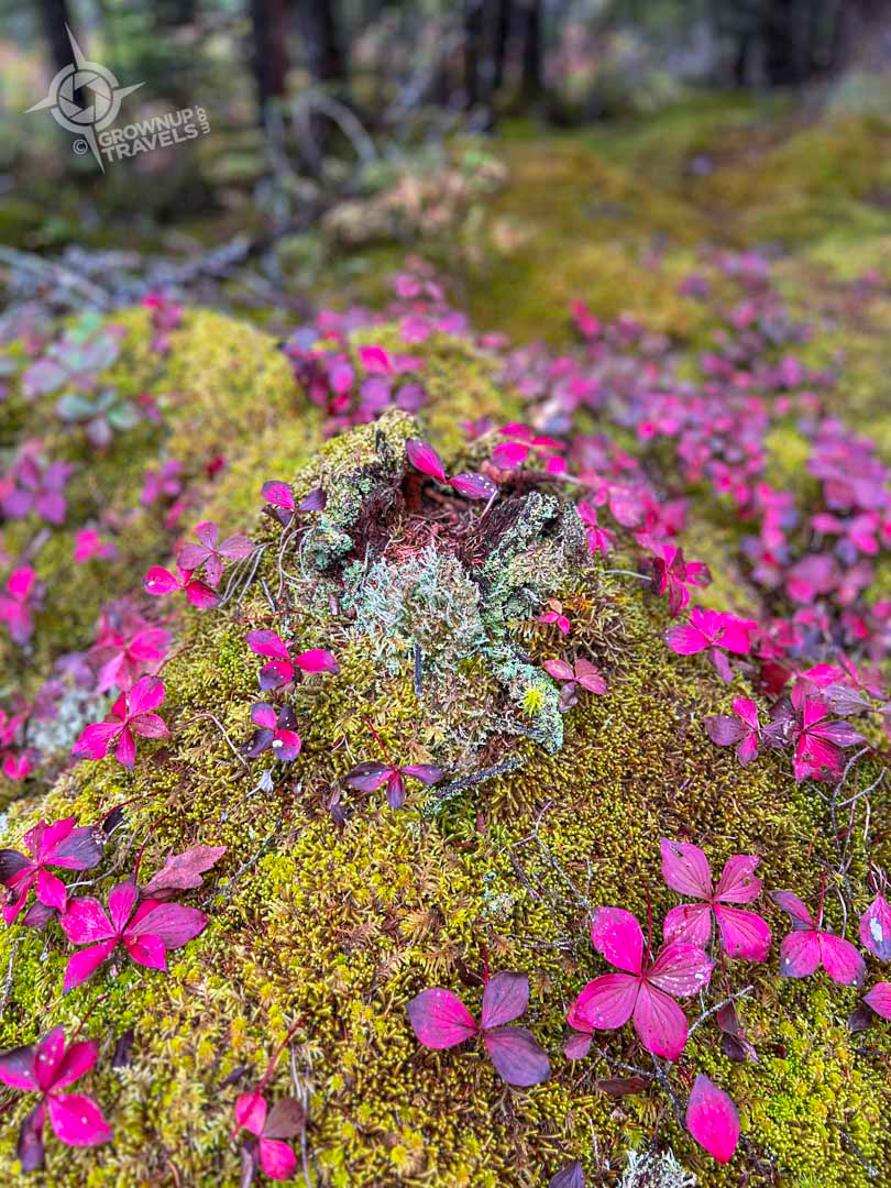 NB Fundy Trail Walton Glenn Gorge path foliage