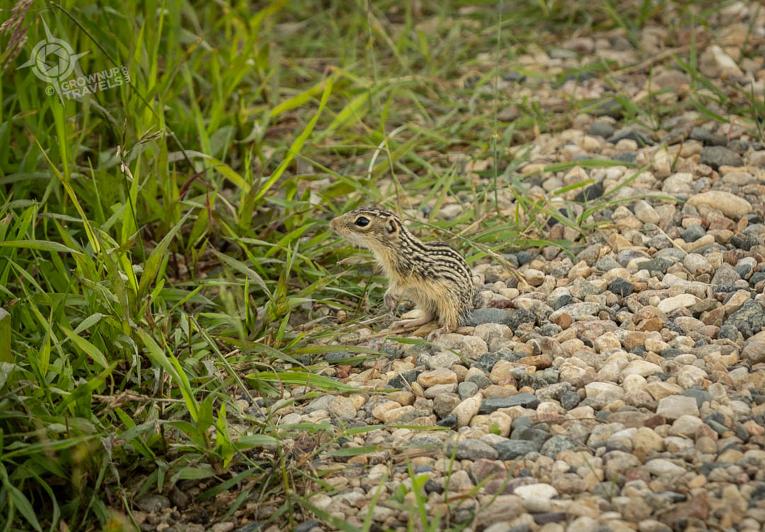 Storm Chasing Saskatchewan ground squirrel baby