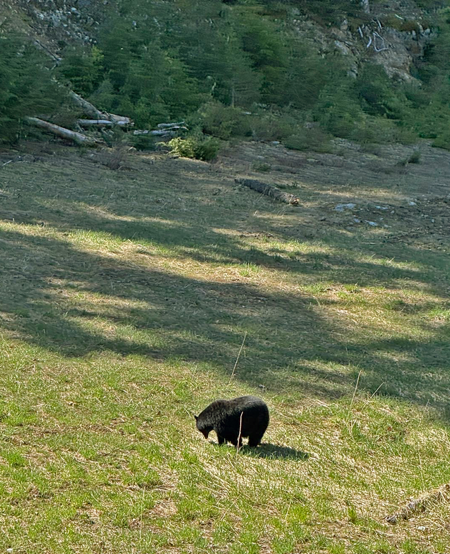Black bear in Whistler photo Kevin Wagar