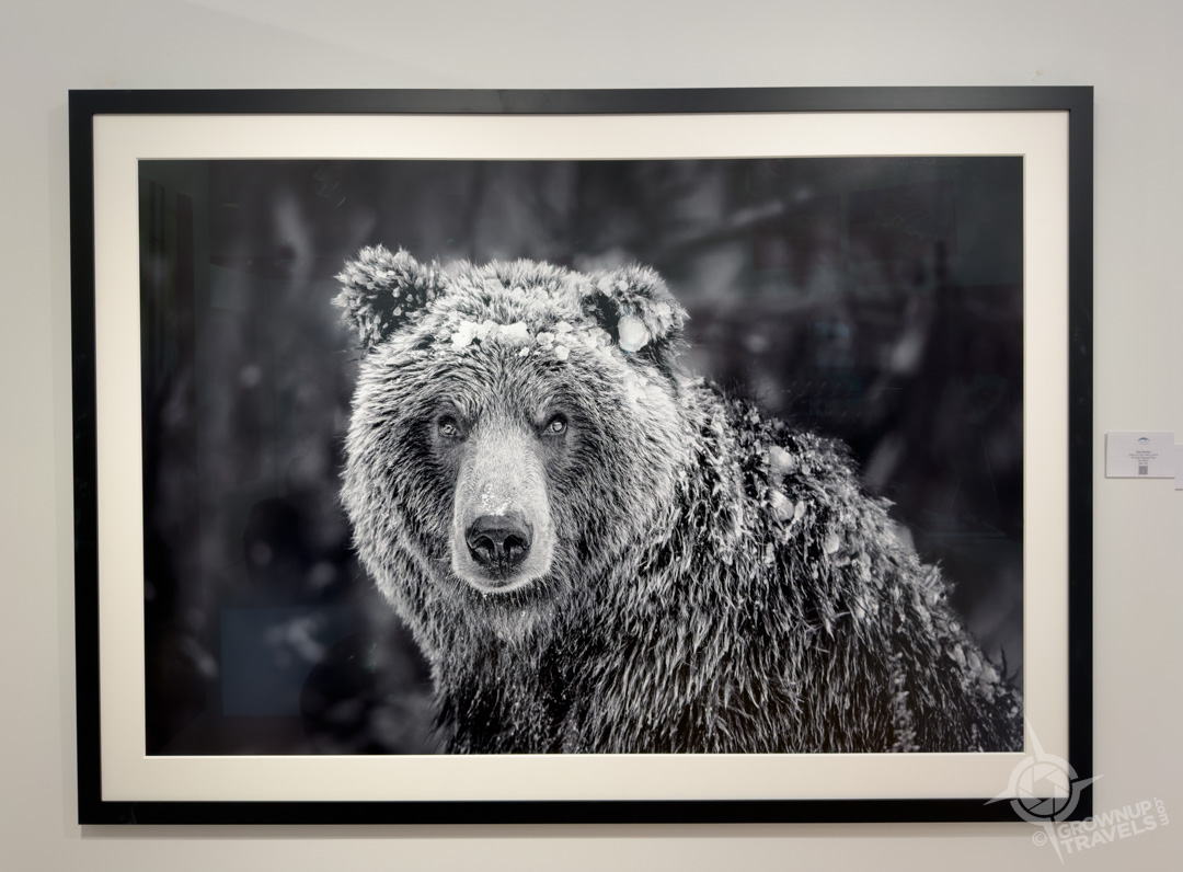Fairmont Chateau Whistler Mountain Gallery Bear by Paul Nicklen