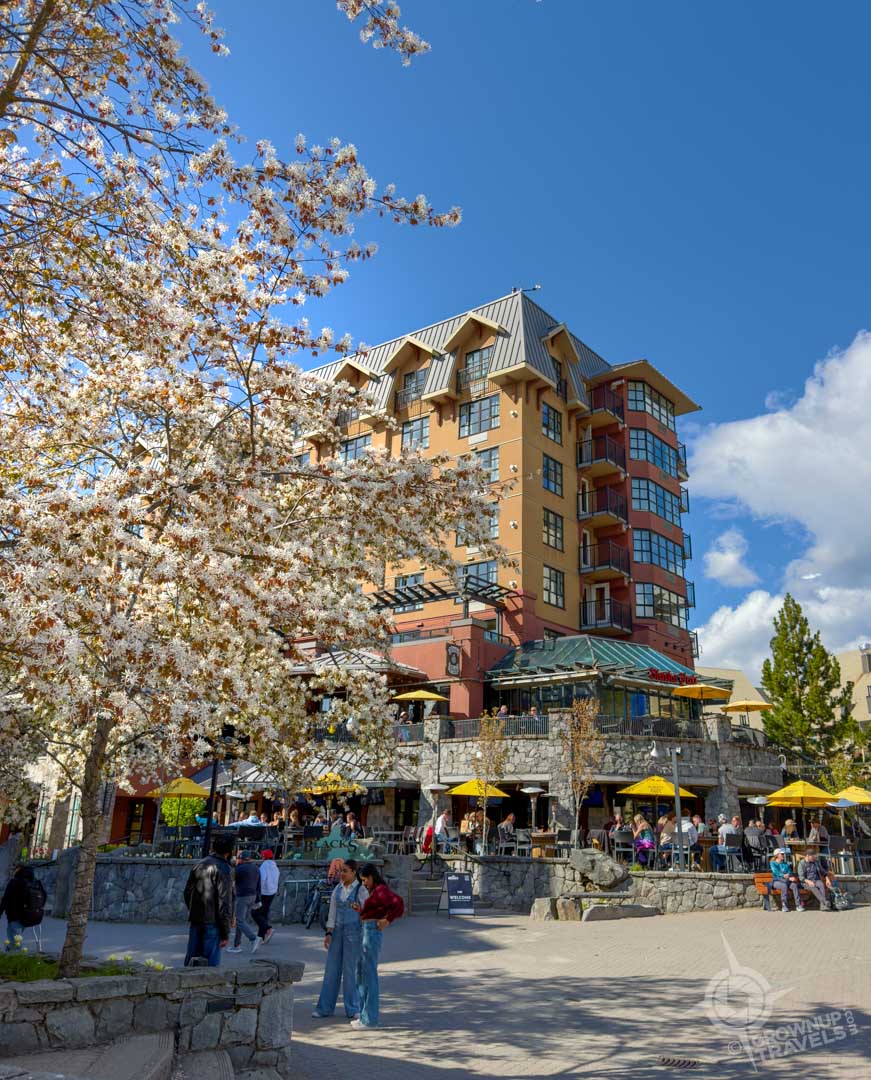 Spring tree blossoms in Whistler BC