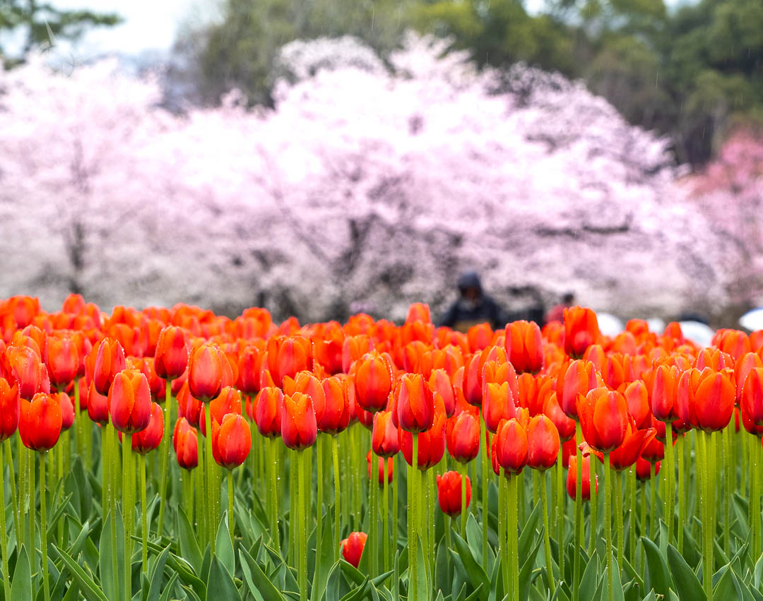Botanical gardens Kyoto with tulips and blossoms