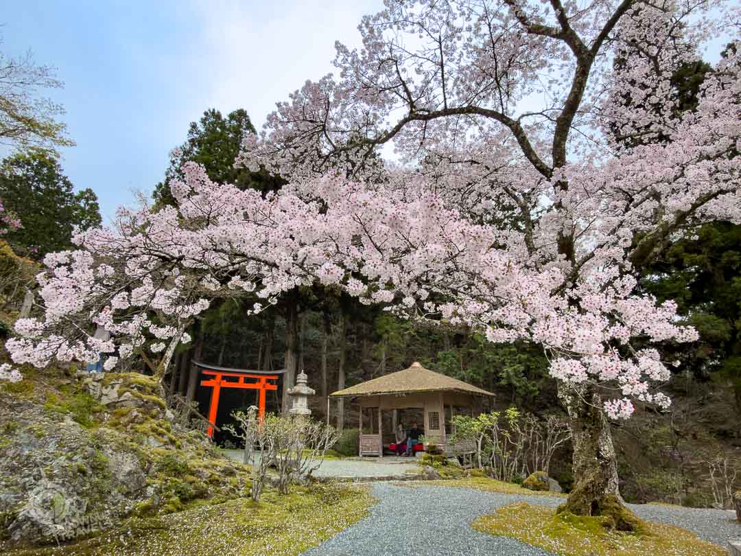 Hakuryuen Garden Kyoto with Torii gate and lantern and cherry tree
