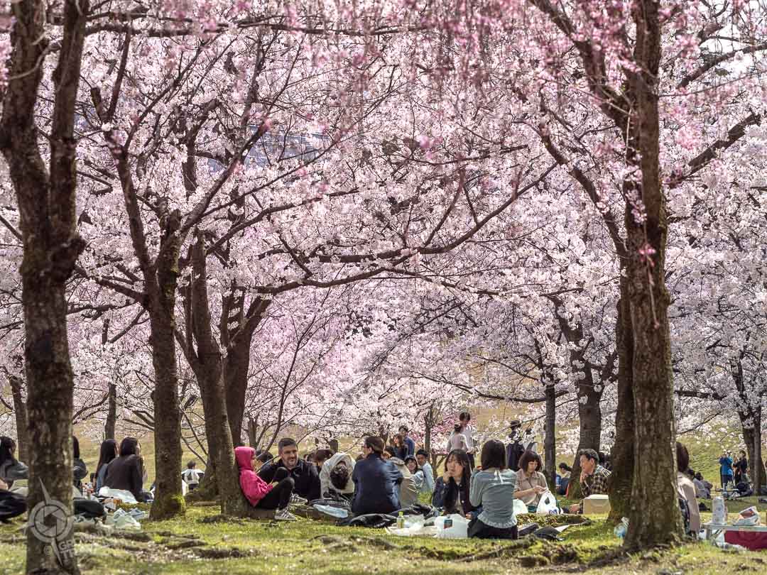 Hanami in Kanazawa Japan