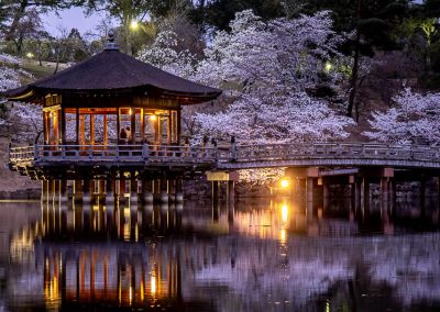 Lake pavilion in Nara with blossoms at dusk