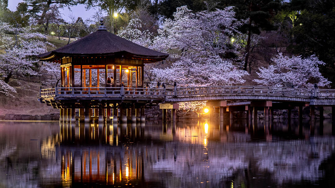 Should You Visit Japan in Cherry Blossom Season?