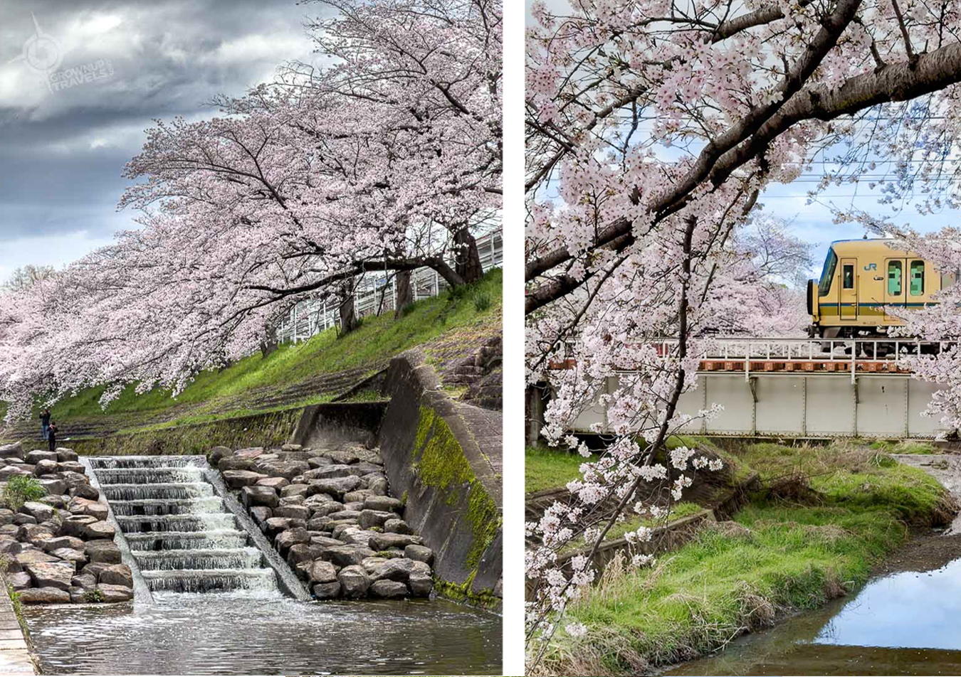 Nara canal with cherry blossoms and train