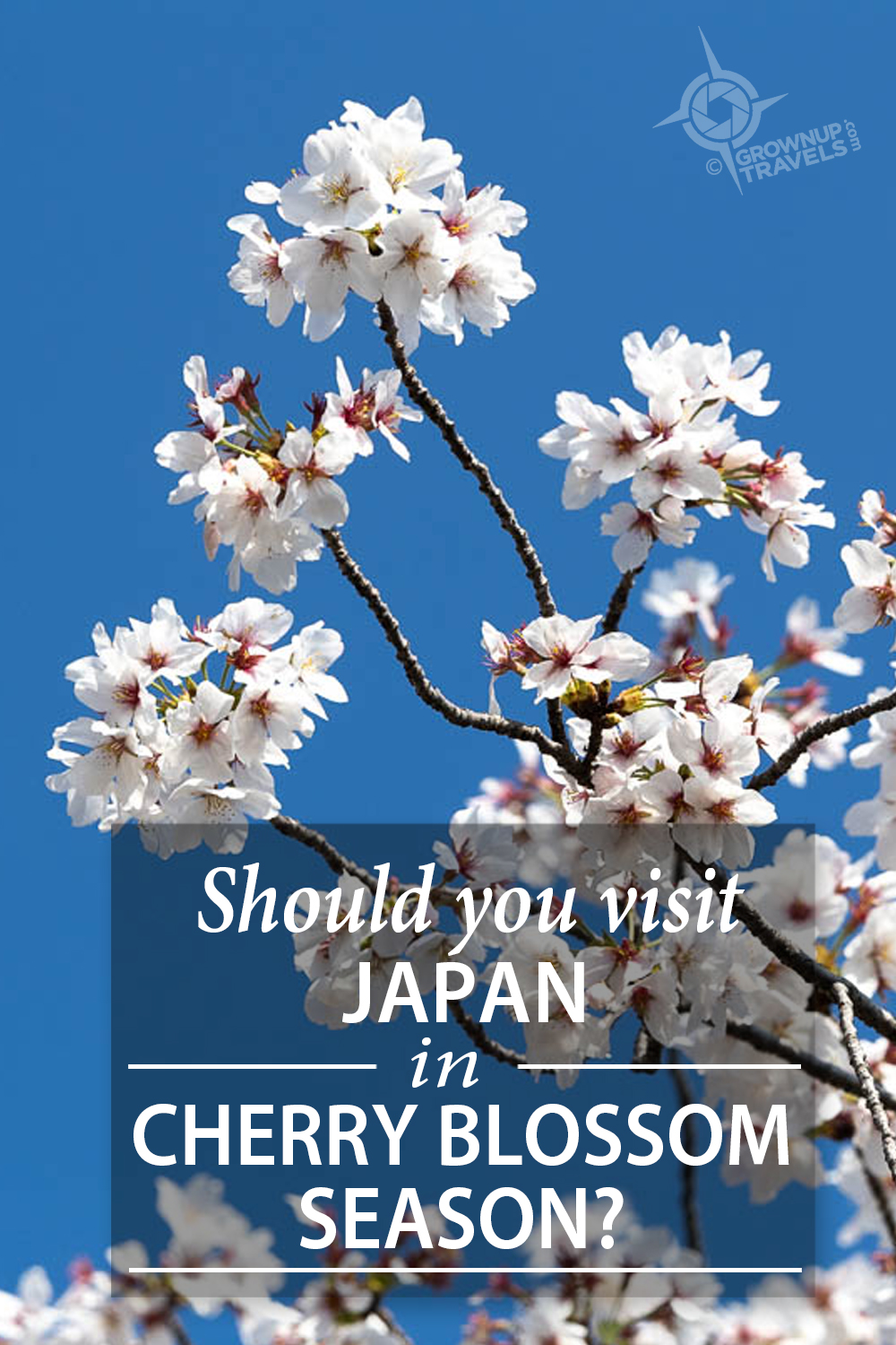 PINTEREST_Cherry Blossoms