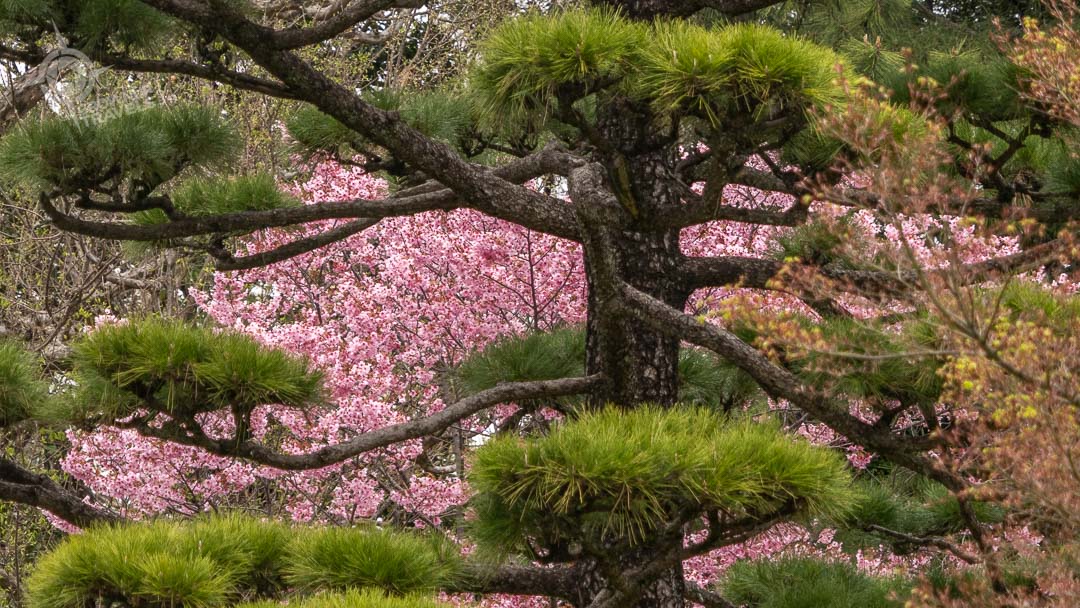 Tokyo Imperial gardens evergreens with cherry blossoms horiz