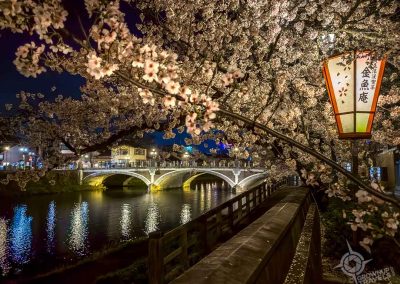boardwalk beside river with cherry blossoms in Kanazawa at night