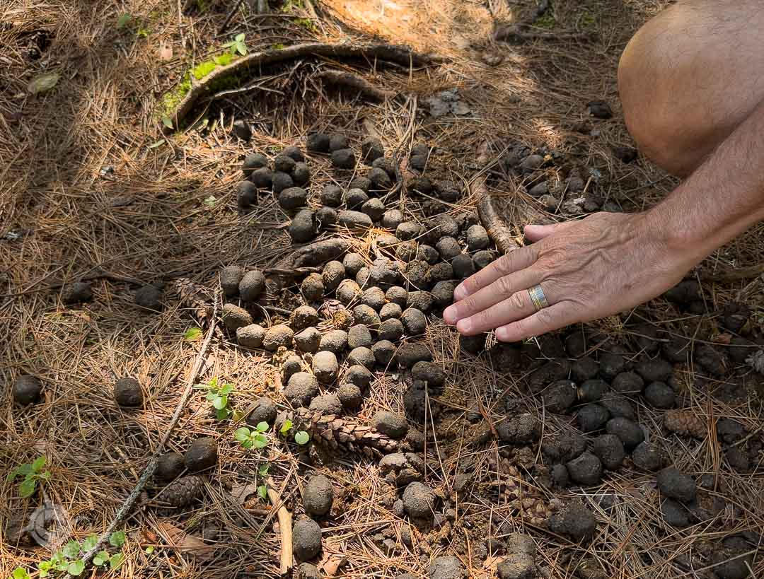 Parc Opémican trail with moose droppings
